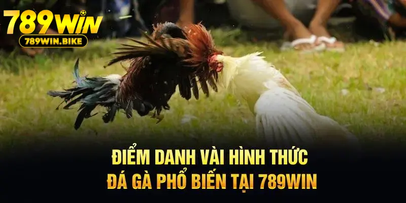 Điểm danh vài hình thức đá gà phổ biến tại 789WIN