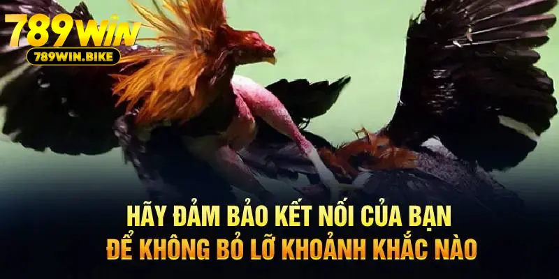 Hãy đảm bảo kết nối của bạn để không bỏ lỡ khoảnh khắc nào