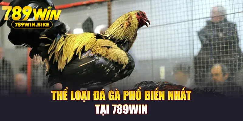 Thể loại đá gà phổ biến nhất tại 789WIN
