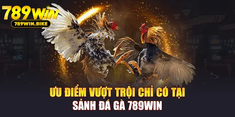 Ưu điểm vượt trội chỉ có tại sảnh đá gà 789WIN